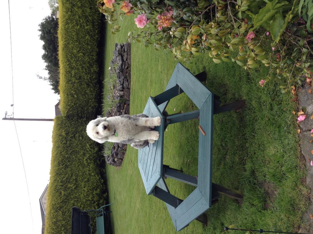 Riverwalk House B&B Oughterard Bagian luar foto